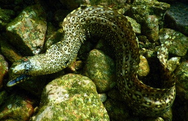 Costa Rica Pacific sea life
