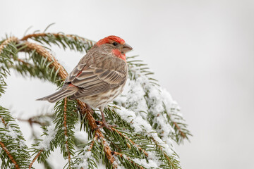 Male House Finch in winter.