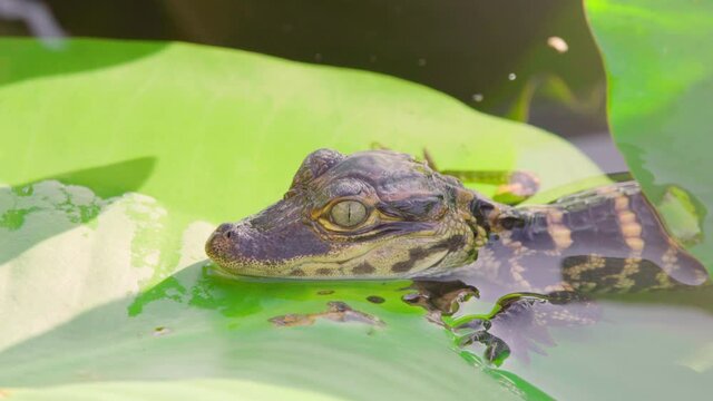 baby alligator resting head on lily pad close up