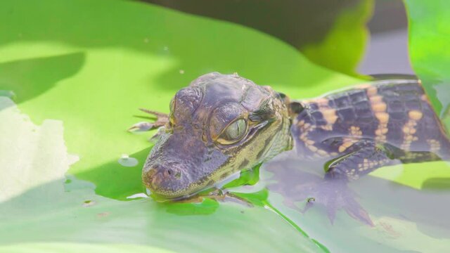 baby alligator trying to eat insect on lily pad close up