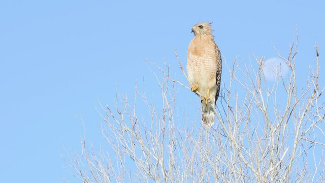 red shouldered hawk perched on top of bald tree branches with blue sky and out of focus moon in background