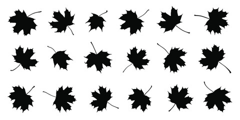 various maple sugar leaf silhouettes on the white background