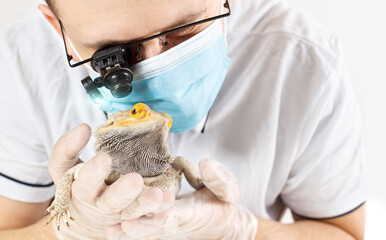 A doctor veterinarian herpetologist examines a Bearded Dragon (Agama) at the reception. He check...