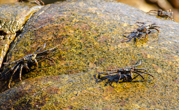 Cangrejos marinos sobre roca esperando las olas del mar
