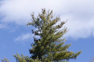 Pine tree against white clouds and blue sky green needles
