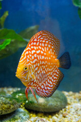 Freshwater tropical discus, Checkerboard Pigeon Discus.