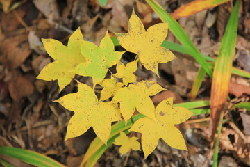 黄葉したイタヤカエデ