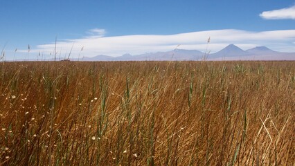 High Mountain volcano tall  dry yellow grass clear clouds sky