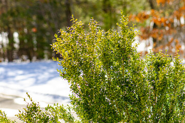 Green bushes against white snow field with dark woods in back