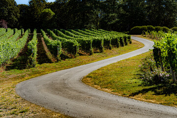 A narrow road winding through a vineyard near Salem, Oregon