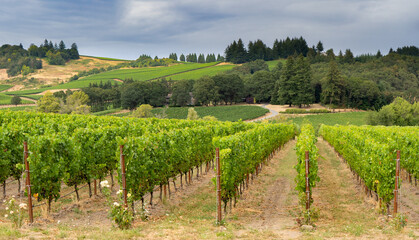 Fototapeta na wymiar A beautiful vineyard in rolling hills near Lincoln Oregon