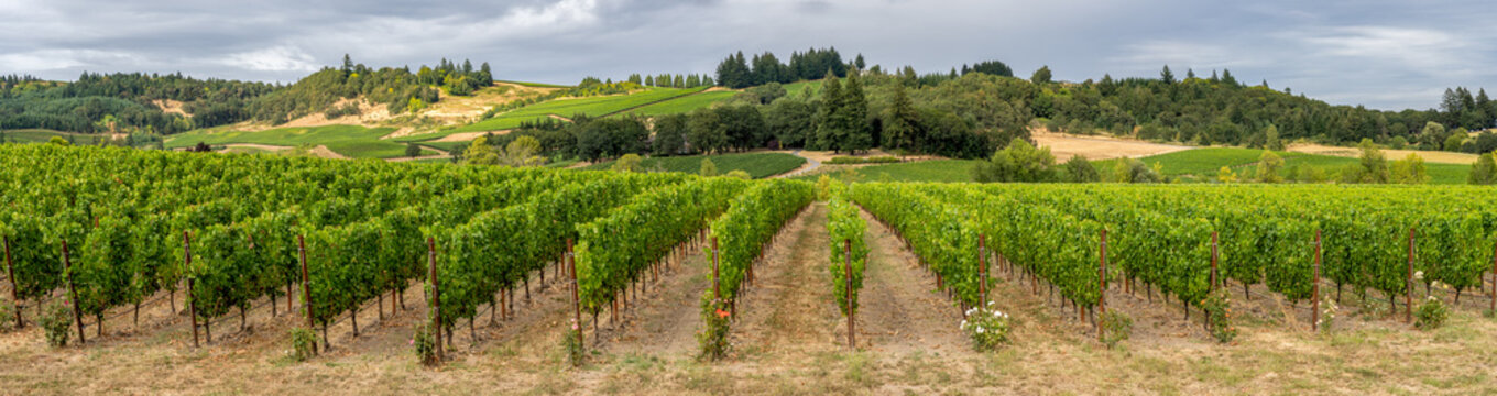 A panorama image of a beautiful vineyard in rolling hills near Lincoln Oregon