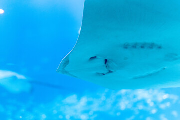 world in aquarium © you.k