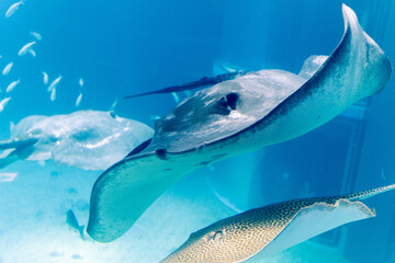 fish in aquarium © you.k