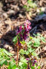Purple corydalis flowers in forest at spring