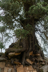 Old ancient cork tree grown into the wall castle stones