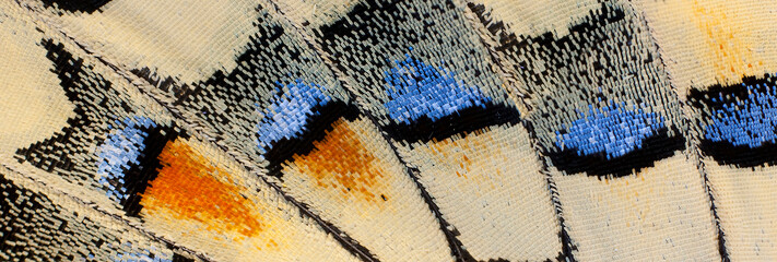 Close-up patterns of butterfly wings showing the tiny overlapping scales.