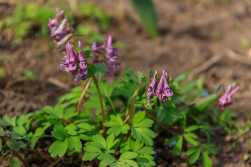 Purple corydalis flowers in forest at spring