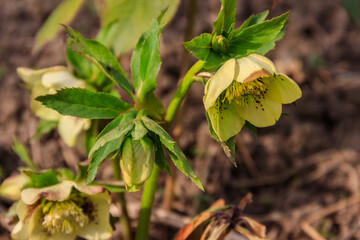 Green hellebore flower on flowerbed in garden