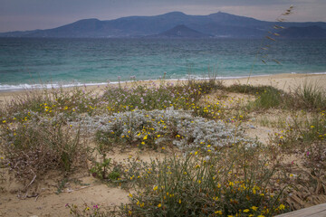 Naxos,Cyclades,Greece04΄.17.17
Beach. Spring greenery and yellow flowers on the sand. In the...