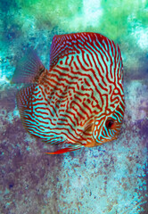 Freshwater tropical discus, blue turquoise discus.