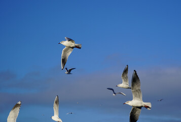 Fototapeta na wymiar seagulls in flight with blue sky