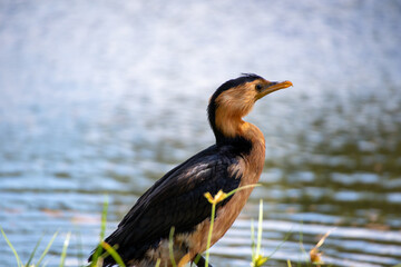 close up of a duck at a lake with a grassy foreground 