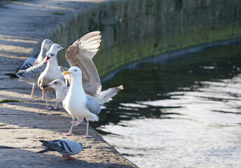 Seagulls standing at the harbour