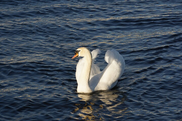 Naklejka premium Swans in Claddagh basin Galway
