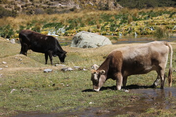 Vacas pastando en el agua