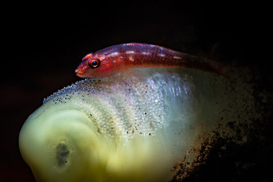 Gobby with eggs