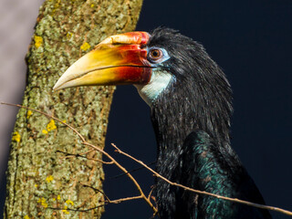 Female of Papuan or Blyth s hornbill © belizar