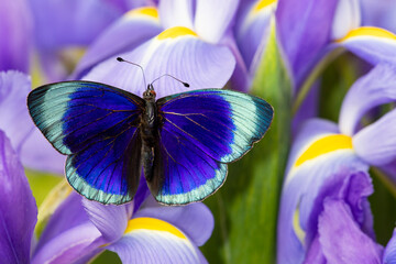 Obraz na płótnie Canvas Asterope Optima on blue Dutch iris.