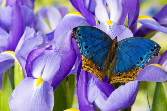 Salamis temora on blue Dutch iris.
