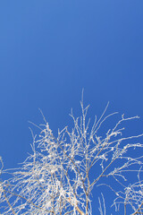 Close up amazing tree branches covered in snow with severe frost. Blue winter sky. Winter seasonal landscape. Selective focus. Clear winter's day. 