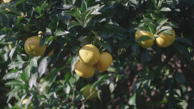 Bunch Of Yuzu Citrus Fruit Hang On Leafy Branch Of A Tree During Sunny Day In Tokyo, Japan. - Close Up Shot
