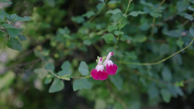Baby Sage (Salvia Microphylla) On A Garden During Afternoon Breeze. - Selective Focus Shot
