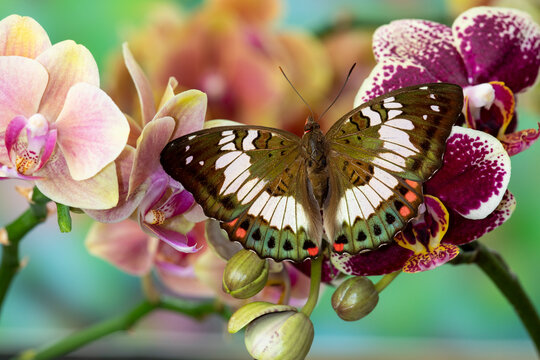 Female euthalia adonia, tropical butterfly on colorful orchid flowers.