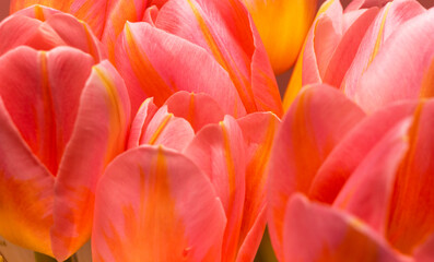 Macro background of pink tulips
