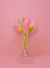 Tulip in a vase on a pink background