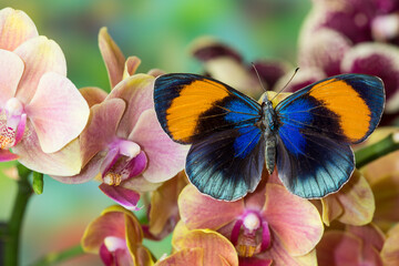 Callithea sapphira on grouping of orchids.