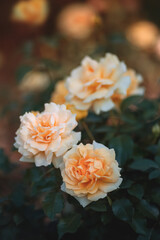 Tea roses bloom in the park on a summer day