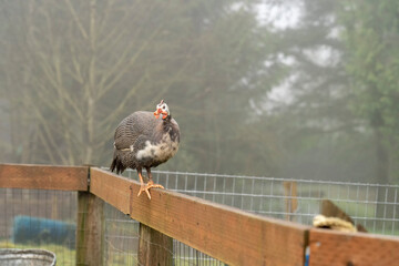Issaquah, Washington State, USA. Domestic Guinea Fowl (sometimes called Pearl Hen, Pintades or...