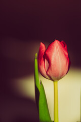 Nahaufnahmen wunderschöner Tulpen