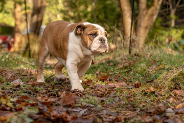 Issaquah, Washington State, USA. Six month old English Bulldog walking in her wooded yard. 