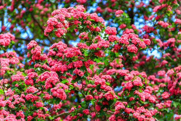 Beautiful pink blossom of hawthorn at spring