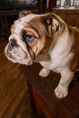 Issaquah, Washington State, USA. Six month old English Bulldog climbing onto an end table to get attention. 