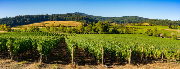 A panoramic view of a vineyard in the rolling hells near Salem Oregon