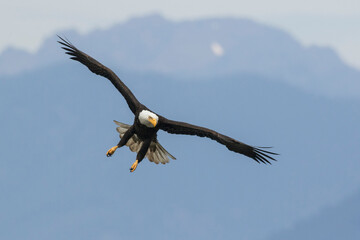 Bald Eagle Flight