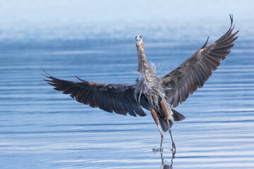 Great Blue Heron Alighting